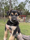 Dark Blue Koda Puppy 0597