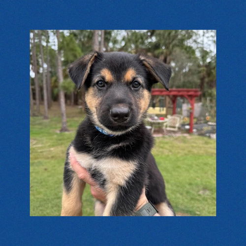 Dark Blue Koda Puppy 0597