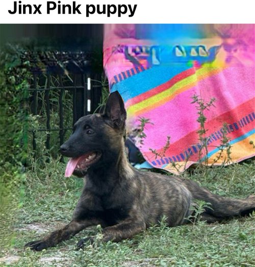 Pink Jinx Puppy 0608