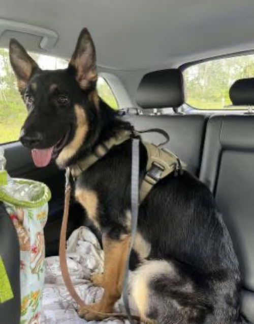 Duke 0633