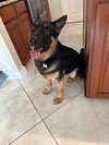 Duke 0633