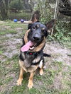 Duke 0633