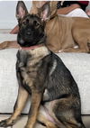 Nala 0637