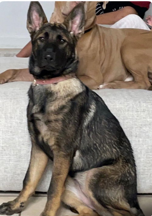 Nala 0637