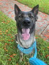 Nala 0637