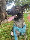 Nala 0637