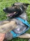 Nala 0637