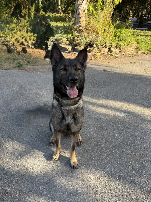 Nala 0637