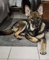 Yogi 0648