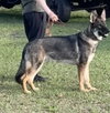 Yogi 0648