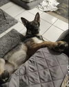 Yogi 0648