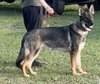 Yogi 0648