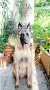 Bella 0649
