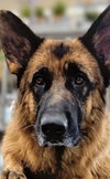 Symkha 0653