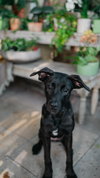 Penny 0655