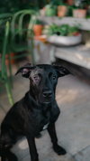 Penny 0655