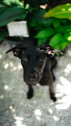 Penny 0655