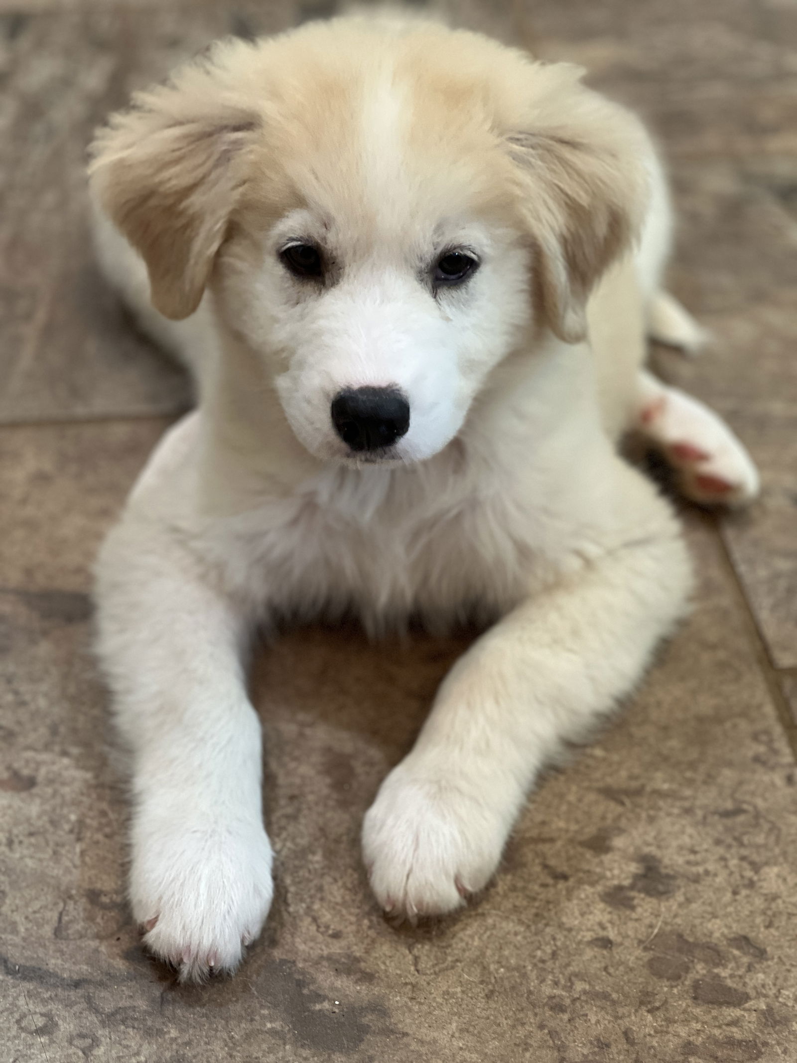 adoptable Dog in Smithfield, RI named ASPEN