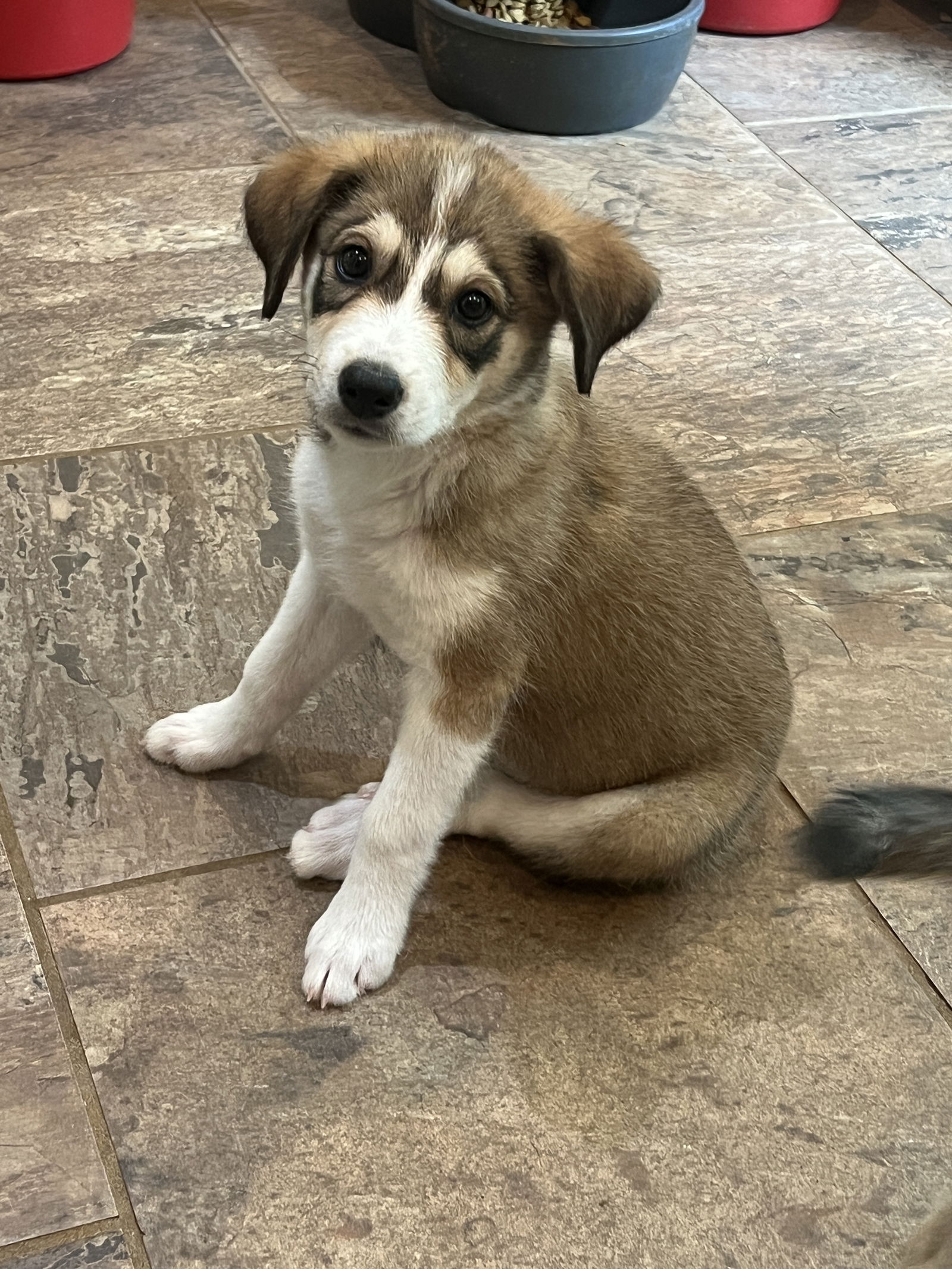 adoptable Dog in Smithfield, RI named Ruby