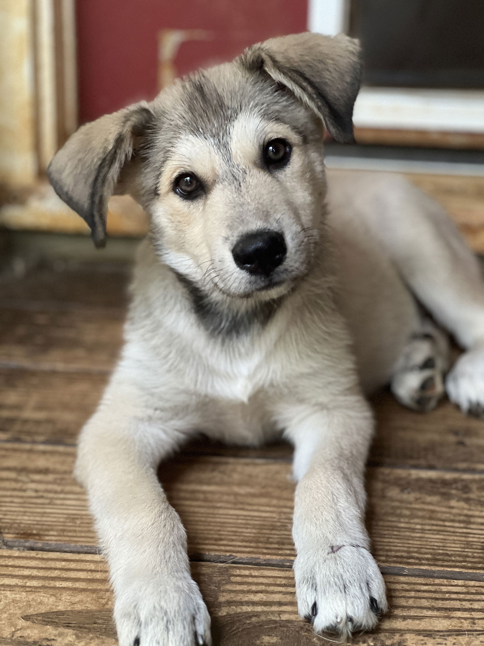 adoptable Dog in Smithfield, RI named BODIE