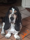 Jake 2 (Jakey)