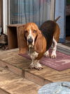 Cooper
