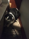 Patchy Bonded with Rosie - Photo 3