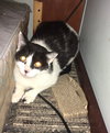 Patchy Bonded with Rosie - Photo 4