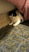 Patchy Bonded with Rosie - Photo 2