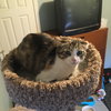 Rosie Bonded with Patchy - Photo 3