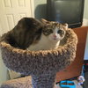 Rosie Bonded with Patchy - Photo 4