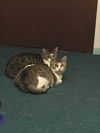 adoptable Cat in Macedonia, OH named Katie Bonded w/Pearl