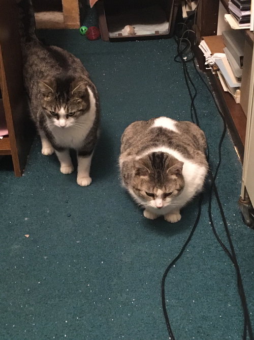 KATIE BONDED W/PEARL - Domestic Medium Hair available for adoption