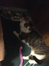 Katie Bonded w/Pearl - Photo 3