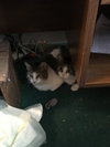 Katie Bonded w/Pearl - Photo 4