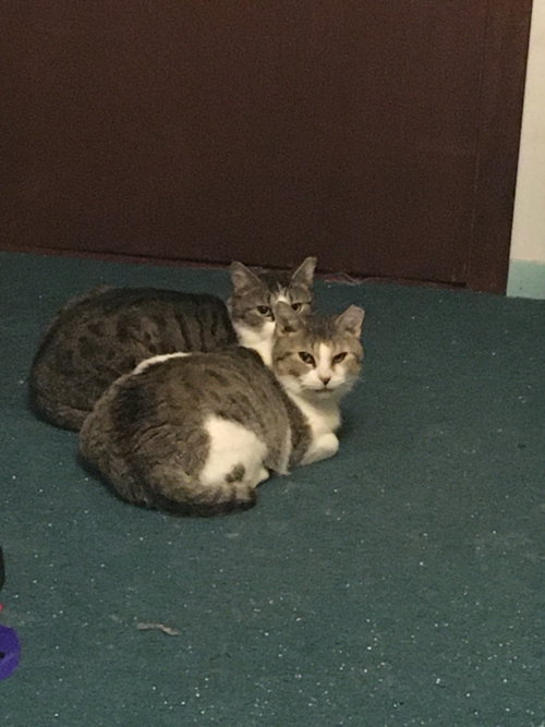 Pearl Bonded w/Katie photo 3