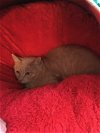 adoptable Cat in macedonia, OH named Garfield