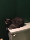 Sheba - Photo 2