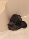 Sheba - Photo 3