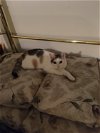 adoptable Cat in macedonia, OH named Sweet Pea