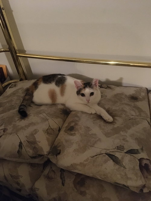 SWEET PEA - Calico available for adoption
