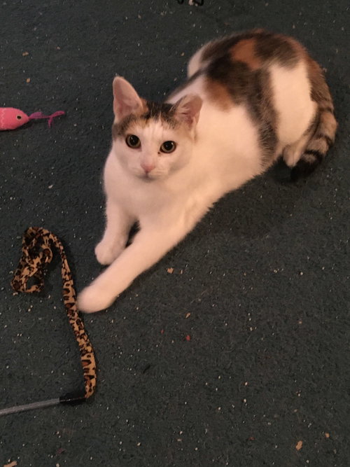 SWEET PEA - Calico available for adoption