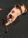 Sweet Pea - Photo 3