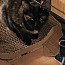 TORTALENA - Domestic Short Hair available for adoption