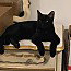 MACHADO - Domestic Short Hair available for adoption