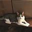 CHARLENE - Domestic Short Hair available for adoption