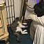 CHARLENE - Domestic Short Hair available for adoption