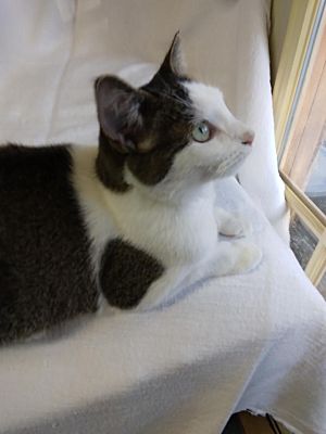 LUCKY GIRL - Domestic Long Hair available for adoption