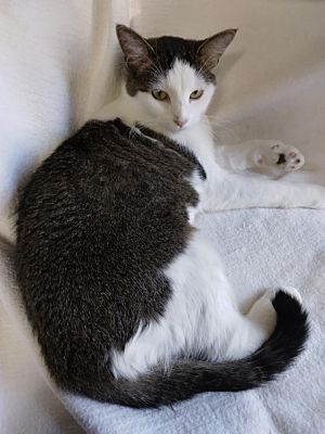 LUCKY GIRL - Domestic Long Hair available for adoption