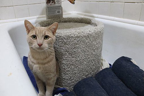 RAY RAY BONDED WITH BUSTER - Domestic Short Hair available for adoption